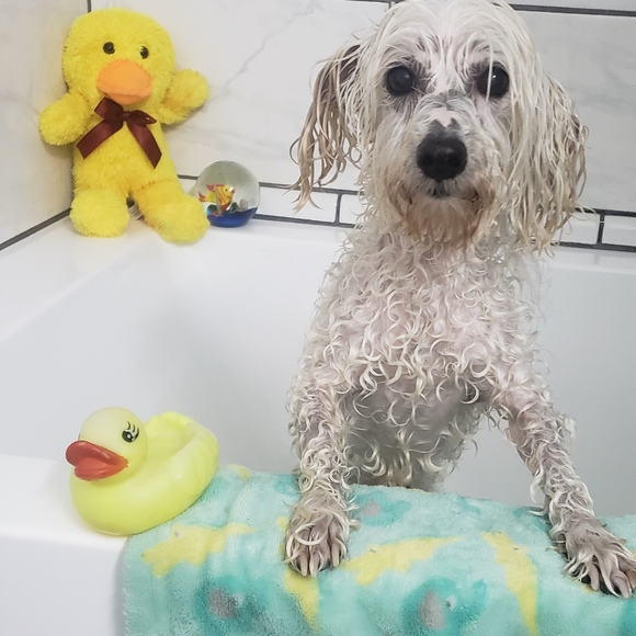 Meet your Posher, Clarity & Frosty Little Divo🐾💙 - Picture 12 of 16